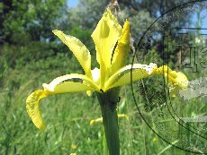 Касатик солелюбивый 004